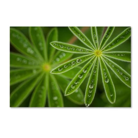 Trademark Fine Art Joshua Raif 'Pearly Lupine' Canvas Art, 30x47 1X00576-C3047GG